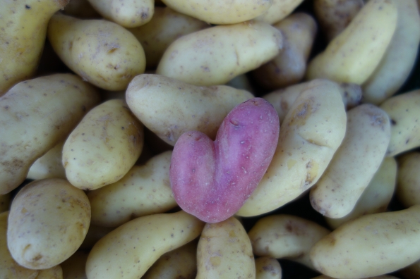 The heart-shaped potato is known as "Ron's red burgundy," grown and named by farmer Alex Weiser.  The white potatoes in the background are Russian banana fingerlings.   